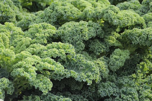 Broccoli Image