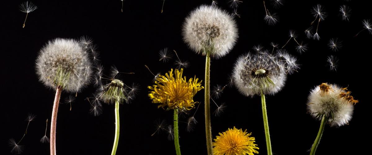 Dandelions producing pollen