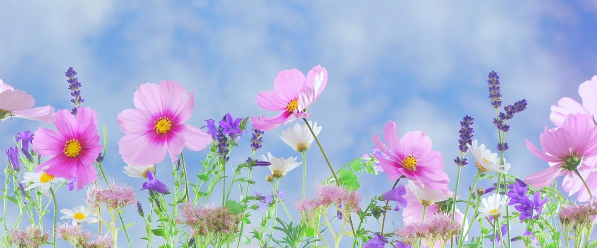 Field of flowers