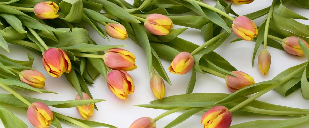 Orange/yellow tulips on a white background