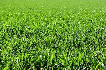 Field of grass